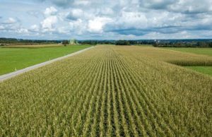 Un verano más cálido para los principales cultivos