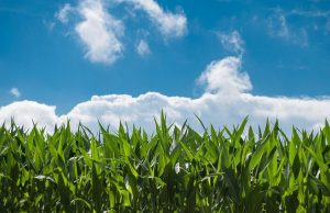 Piden fortalecer las BPA en cultivos con tecnología Bt