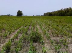 Aprueban nueva tecnología para el manejo de malezas resistentes