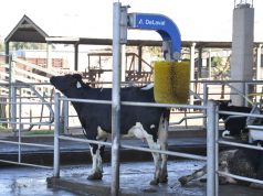 La genética lechera se potencia con manejo y confort