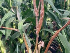 Refuerzan herramientas para el control de la chicharrita