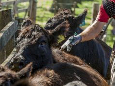 Vacunación bovina: Senasa confirmó el cronograma 2026