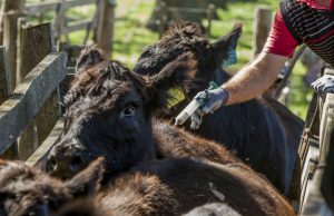 Vacunación bovina: Senasa confirmó el cronograma 2026