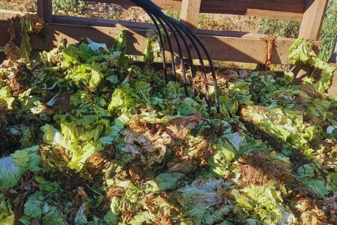 Combaten hongos en hortalizas a trav&eacute;s de solarizaci&oacute;n y compostaje