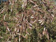 Senasa celebra 135 años de lucha contra langostas y tucuras