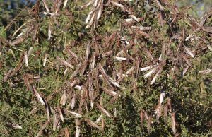 Senasa celebra 135 años de lucha contra langostas y tucuras