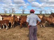 RIMI: incentivos y reforma laboral para el sector agropecuario