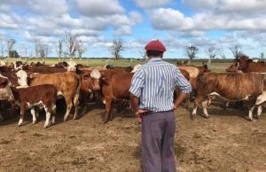 RIMI: incentivos y reforma laboral para el sector agropecuario