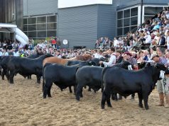Expo Rural: Brangus apuesta fuerte por la genética y negocios🔊