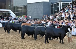 Expo Rural: Brangus apuesta fuerte por la genética y negocios🔊
