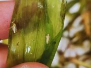 Chicharrita: advierten por un crecimiento acelerado en el país