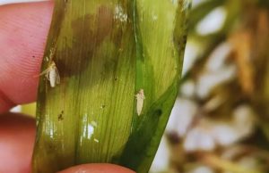 Chicharrita: advierten por un crecimiento acelerado en el país