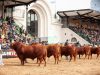 Limangus dirá presente en la Expo Rural con 58 ejemplares