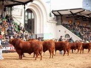 Limangus dirá presente en la Expo Rural con 58 ejemplares