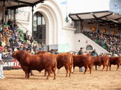 Limangus dirá presente en la Expo Rural con 58 ejemplares
