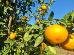 Tucumán: la superficie de cítricos cayó a 39 mil hectáreas