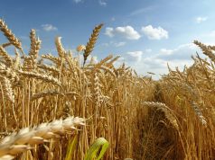 El Gobierno difundió el informe de calidad del trigo 2025/2026