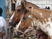 El Criollo gana protagonismo en la Rural Salteña🔊