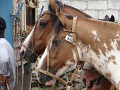 El Criollo gana protagonismo en la Rural Salteña🔊