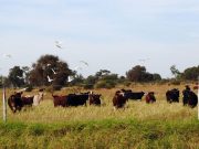 Derogan normas sanitarias históricas para modernizar controles