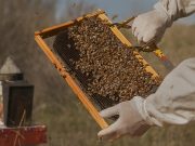 Apicultura: Senasa reforzó en Salta la prevención del PEC y varroosis