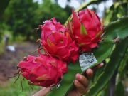 Realizarán un foro sobre pitaya y tuna en el NOA 🔊