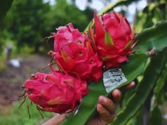 Realizarán un foro sobre pitaya y tuna en el NOA 🔊