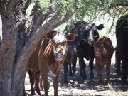 Recomendaciones para prevenir el estrés calórico en el ganado