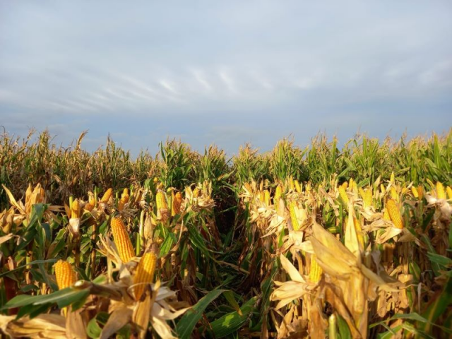 INTA celebra 68 años: avances y logros en el agro