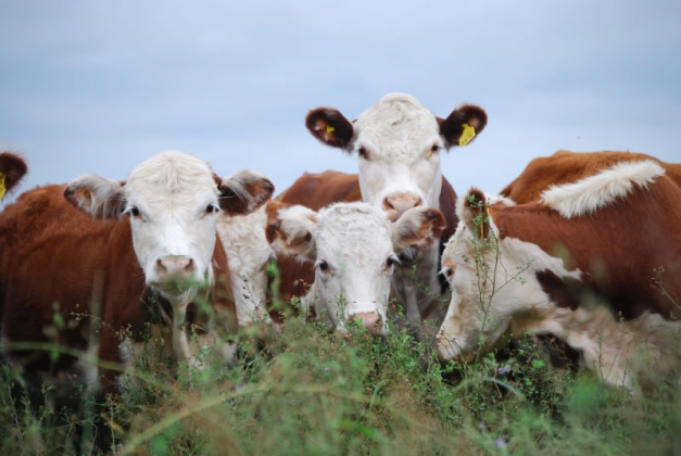 INTA celebra 68 años: avances y logros en el agro