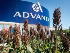 El sorgo se posiciona como cultivo estratégico en el NOA 🔊