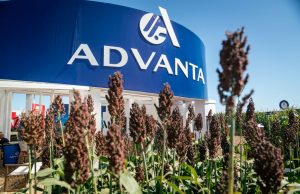 El sorgo se posiciona como cultivo estratégico en el NOA 🔊