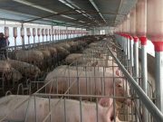 La Merced abre el debate por una granja porcina