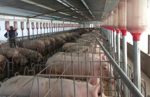 La Merced abre el debate por una granja porcina