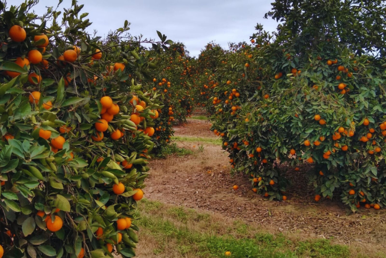 Polinización animal: aliados en la producción de cítricos