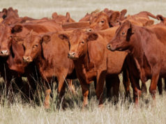 ADblick presenta su nuevo módulo ganadero