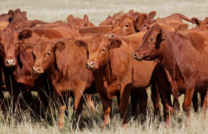 ADblick presenta su nuevo módulo ganadero