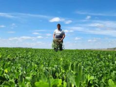 Biotron Plus: la clave contra el estrés en el maní