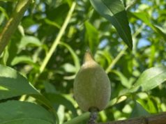 Nuevas estrategias para cultivar almendros en Catamarca