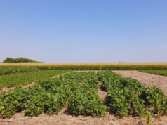 Inoculantes de soja: rizobios editados mejoran rendimiento