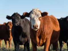 Nueva regulación para medicamentos que combaten la sarna