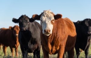 Nueva regulación para medicamentos que combaten la sarna