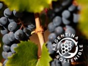 Avanza la certificación sostenible en el sector vitivinícola