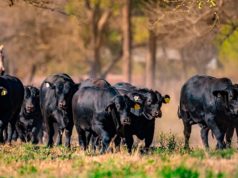 Por primera vez, Argentina producirá semen sexado bovino