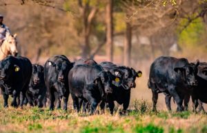 Por primera vez, Argentina producirá semen sexado bovino