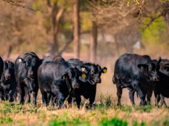 Nuevo esquema fiscal para incentivar genética animal