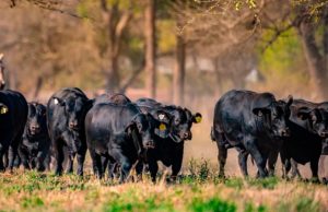 Nuevo esquema fiscal para incentivar genética animal