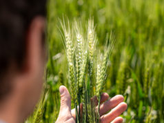 Con enfoque territorial y tecnológico, Stoller lanza Trigo 360º