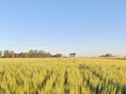 El trigo crece en el norte