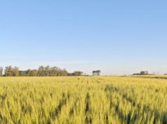 El trigo crece en el norte